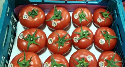 فروش گوجه فرنگی گلخانه ای