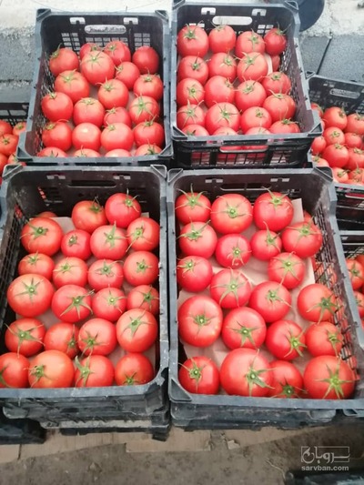 فروش گوجه فرنگی4129