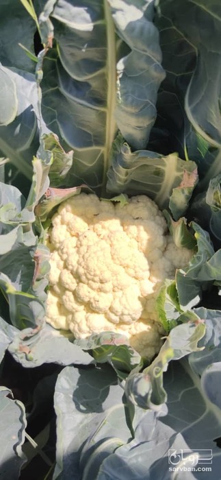 فروش  گل کلم