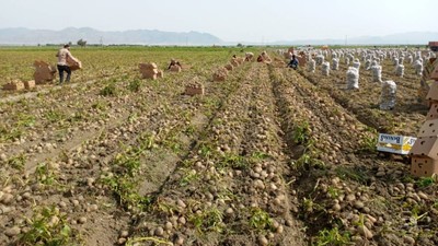 فروش سیب زمینی