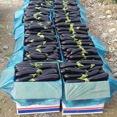 فروش بادمجان