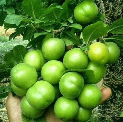 خرید گوجه سبز