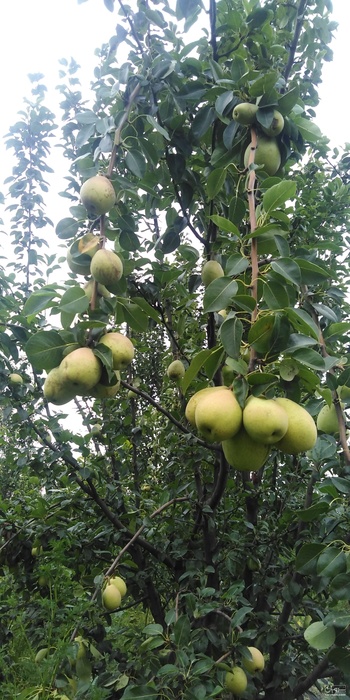 فروش گلابی 2