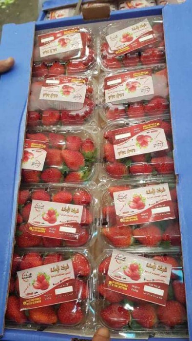 فروش توت فرنگی