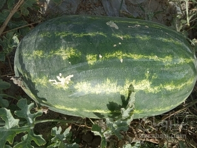 خرید هندوانه