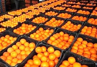 خرید پرتقال تامسون شمال