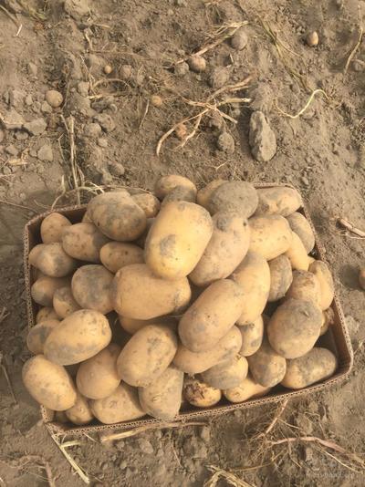 فروش سیب زمینی درجه یک