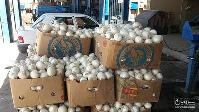 فروش پیاز سفید