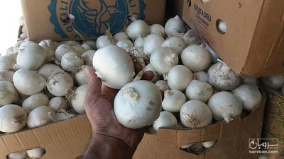 فروش پیاز سفید