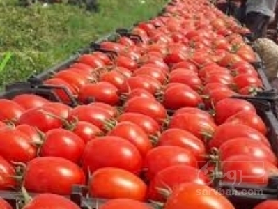 فروش گوجه فرنگی