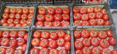 فروش گوجه فرنگی دافنیس گلخانه ای