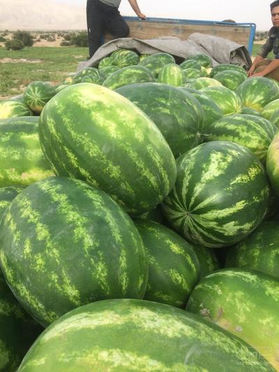 فروش هندوانه بیضی ب 32