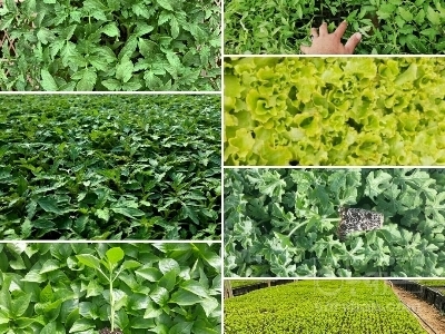 فروش نشا گوجه فرنگی