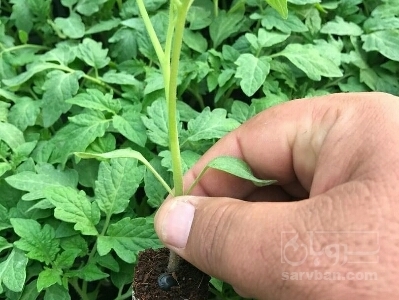فروش نشا گوجه فرنگی 3
