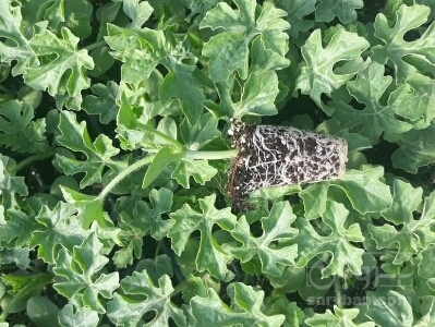 فروش نشا گوجه فرنگی 2