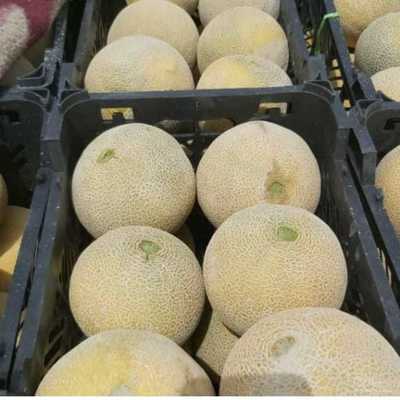 فروش ملون درجه صادراتی بالای یک ونیم کیلو