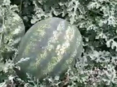  فروش هندوانه