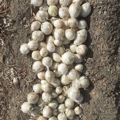 فروش پیاز سفید