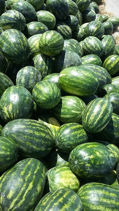 فروش هندوانه گرد