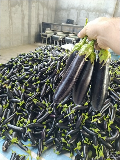 فروش بادمجان قلمی