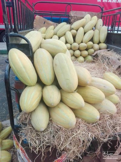 فروش خربزه درجه یک 4