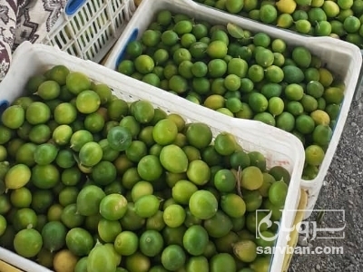  فروش لیموترش