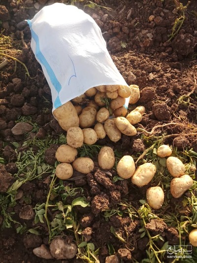 فروش سیب زمینی 2