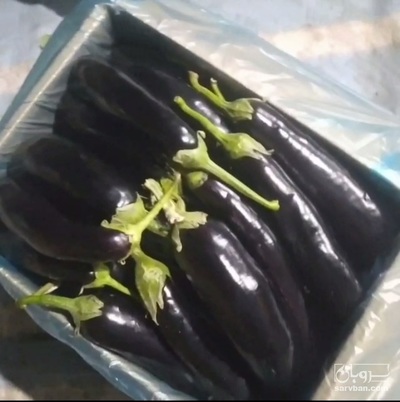 فروش بادمجان