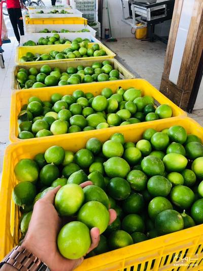 فروش لیموترش