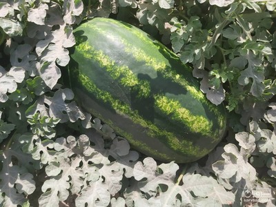 فروش هندوانه بیضی ب32