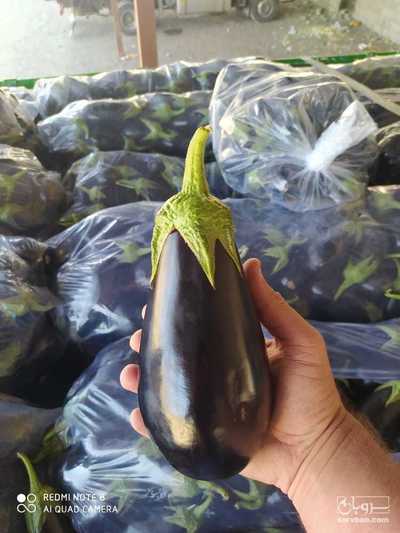 فروش بادمجان لامپی
