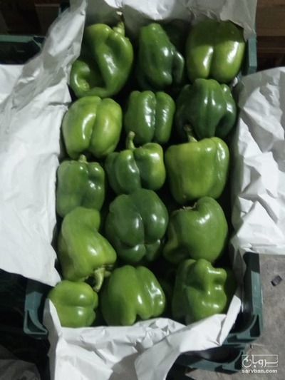 فروش فلفل دلمه ای هوای ازاد