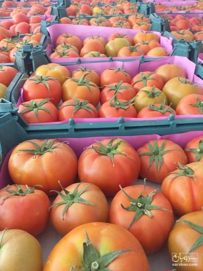 فروش گوجه فرنگی نیم رس گلخانه ای رقم دافنیس