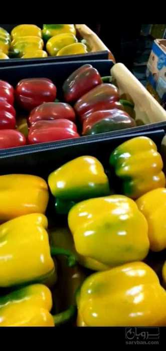 فروش فلفل دلمه ای
