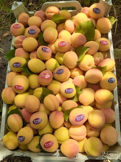 فروش زردآلو