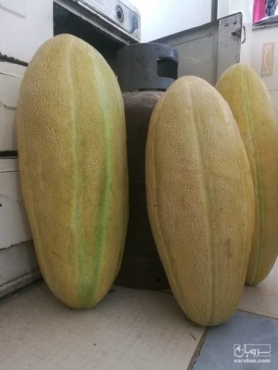 فروش خربزه درجه یک 3