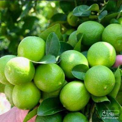 فروش لیمو شیرین