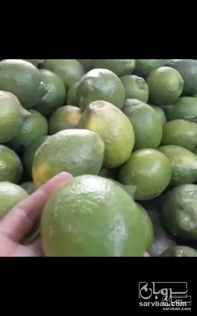 فروش لیمو ترش
