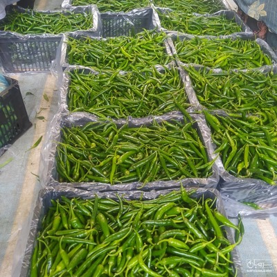 فروش فلفل تند