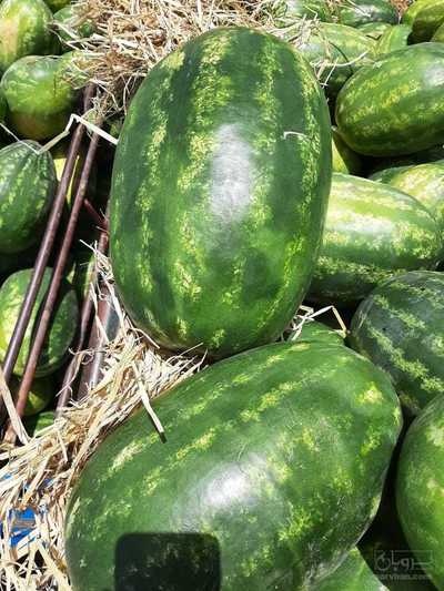 فروش هندوانه بیضی B32 درجه یک