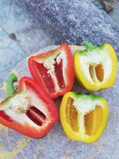 فروش فلفل دلمه ای رنگی