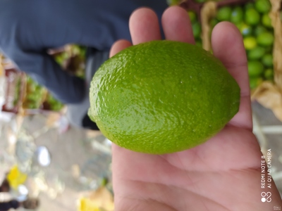 فروش لیموترش