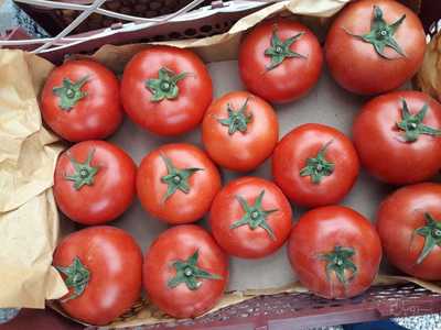 فروش گوجه فرنگی