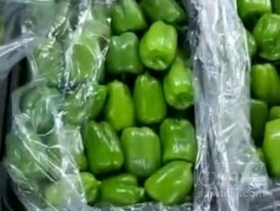 فروش فلفل دلمه ای