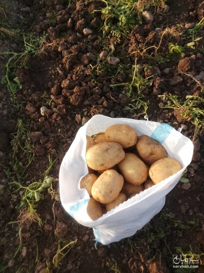 فروش سیب زمینی