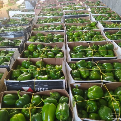 فروش فلفل دلمه ای