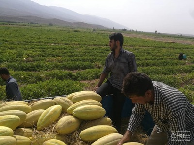 فروش خربزه درجه یک 2