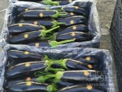 فروش بادمجان