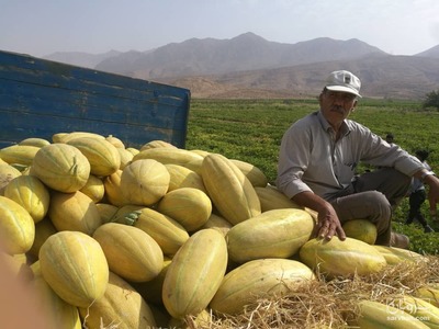 فروش خربزه درجه یک