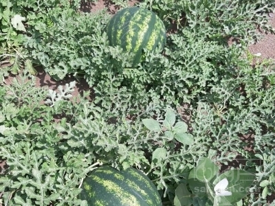 فروش هندوانه